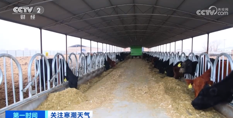 寒潮天气下菜价平稳 各地是如何保障 “菜篮子”量丰价稳的？(图4)